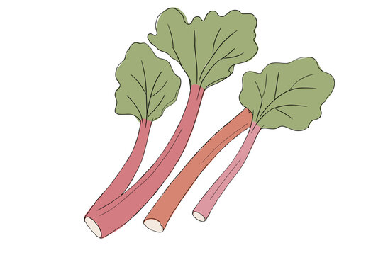 Three rhubarb stalks stand upright with green leaves at the top. The red and pink stems are visible against a plain background. This shows fresh produce that can be used in cooking