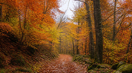 Fototapeta premium Serene autumn woodland trail immersed in vibrant fall foliage with towering trees and a peaceful dirt path through a colorful