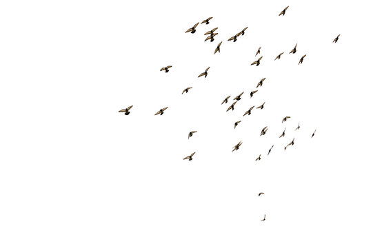 Flying Flock of a flock of pigeons Isolated on Transparent Background