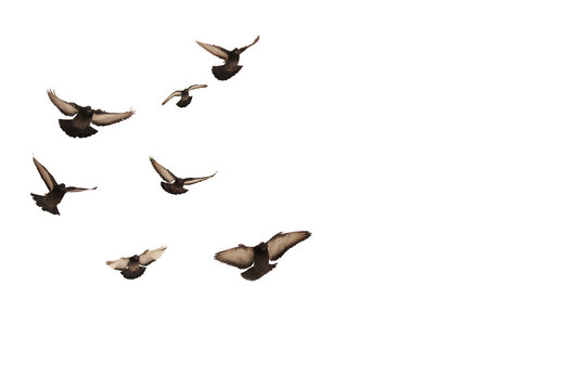 Flying Flock of a flock of pigeons Isolated on Transparent Background