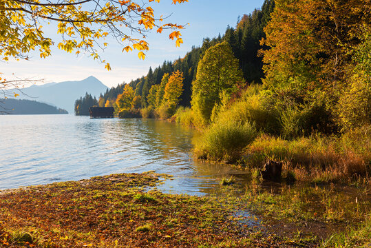 autumnal lake shore Walchensee with colorful trees, boathouse and maple branches.