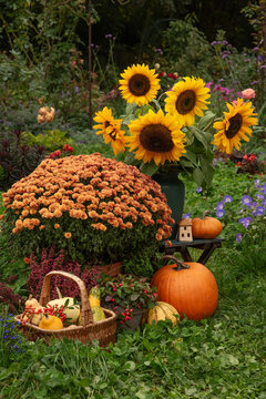 Autumn still life with flowers and pumpkins in the garden.