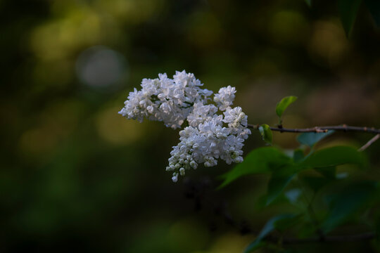 Delicate white blossoms of &lsquo;Madame Lemoine&rsquo; glow softly among the greenery. Syringa vulgaris &lsquo;Madame Lemoine&rsquo;, a classic white lilac cultivar with dense clusters of fragrant double flowers. 