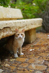 cat in the garden © Ahmed J.R