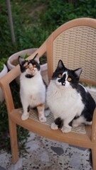 cats on a chair in the garden © Ahmed J.R