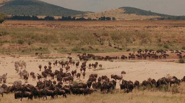 Wildebeest migration across African savanna, large herd of gnu moving through dry grassland, wildlife safari landscape in nature reserve