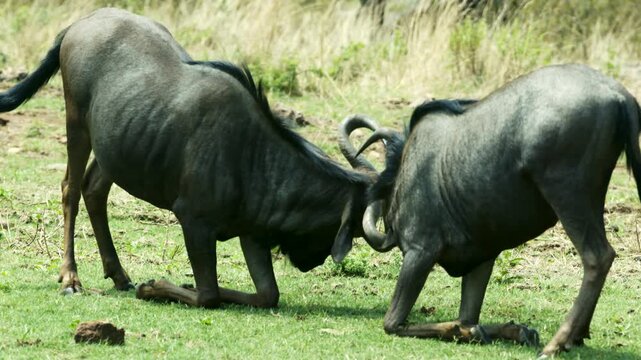 Wildebeest fighting in African savanna, wild gnu bulls clashing horns on green grass, safari wildlife behavior in natural habitat