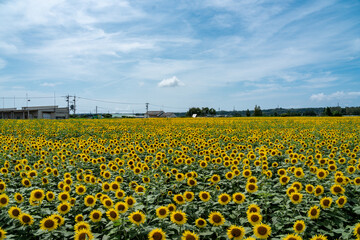 Obraz premium 石川県河北潟ひまわり村のひまわり畑
