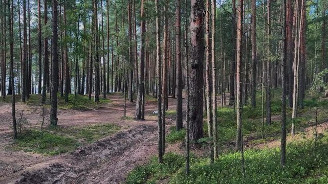 Quiet pine forest with tall straight trunks, rough bark, green undergrowth, winding dirt path, layered woodland depth, and soft natural daylight viewed from ground level