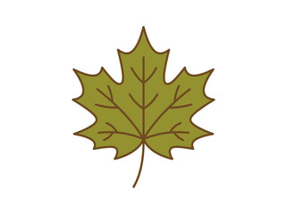 Fototapeta premium A simple flat vector icon of a green maple leaf isolated on white background.
