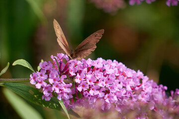 butterfly on buddlia feedling happily © Stephen