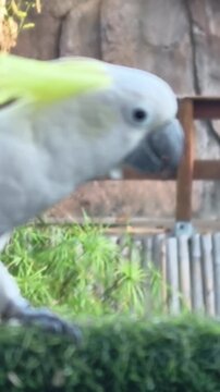 Close up of a white and yellow cockatoo perched outdoors on a sunny day with a natural wooden fence and lush green grass creating a vibrant scene full of life and color