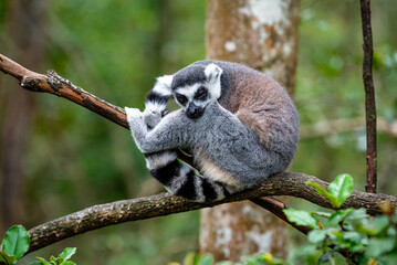 Naklejka premium A wild maki resting in a tree on safari in South Africa