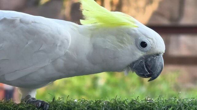 Vibrant yellow and white cockatoo perched on lush green grass with a blurred natural outdoor setting showcasing its striking feathers and curious expression in a lively and colorful environment