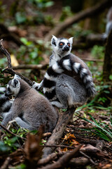 Naklejka premium Two cute maki's cuddling in a forest in South-Africa