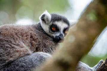 Naklejka premium A wild maki resting in a tree on safari in South Africa