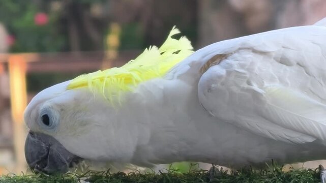 Nurturing scene of a friendly white cockatoo bird resting outdoors on lush green grass with soft sunlight highlighting its feathers during daylight