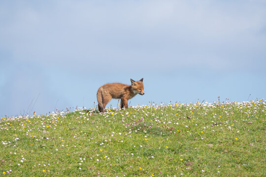 Red Fox Kit Connemara Ireland