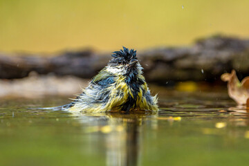 Tit takes a bath. © pityke70