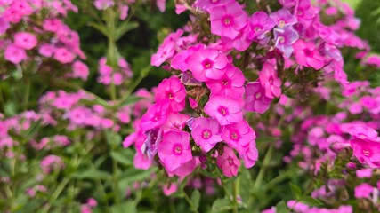 Fototapeta premium pink flowers in the garden