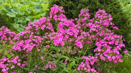 Obraz premium pink flowers in the garden