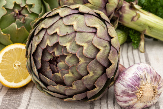 Breton artichokes sCamus de Bretagne, purple and green globe, cultivated across Finistere and Cotes-d'Armor farms, Brittany, France