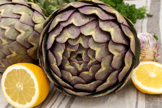 Breton artichokes sCamus de Bretagne, purple and green globe, cultivated across Finistere and Cotes-d'Armor farms, Brittany, France