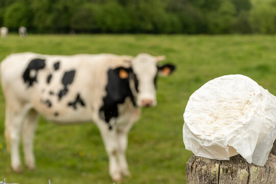 Camembert de Normandie isoft cheese from France's Normandy region rom unpasteurized cow's milk using traditional methods with white mold rind and cows on pasture on background