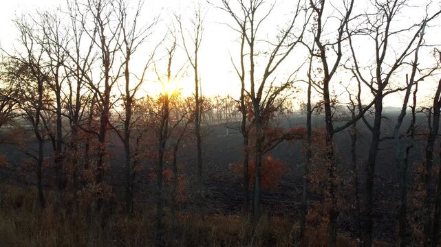 Setting rising sun shine through the trees without leaves on background of agricultural field of plowed land of black earth on sunny autumn day. Rural countryside scenery.