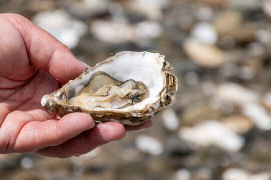 Fresh oysters on plastic plates aready to eat, Brittany fish market stall in coastal village Cancale, famous oysters farms by Atlantic ocean, France