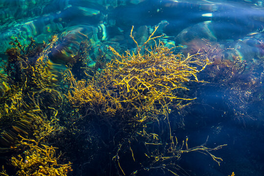 Meeresalgen im atlantischen Ozean an der Meeresk&uuml;ste in Nordland in Norwegen