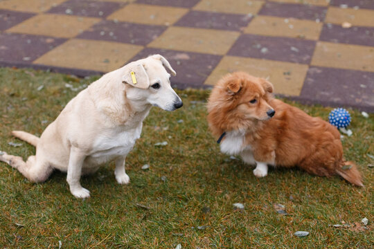 Two dogs with limited opportunities on the grass