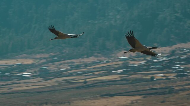 Black-Necked Cranes Flying Over Phobjikha Valley in Slow Motion, Bhutan