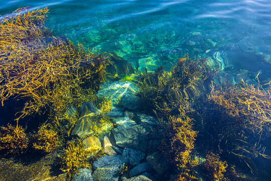 Meeresalgen im atlantischen Ozean an der Meeresk&uuml;ste in Nordland in Norwegen