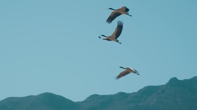 Three Black-Necked Cranes Flying Over Phobjikha Valley in Slow Motion, Bhutan