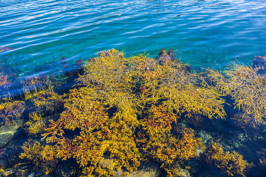 Meeresalgen im atlantischen Ozean an der Meeresk&uuml;ste in Nordland in Norwegen