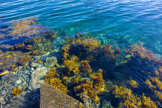 Meeresalgen im atlantischen Ozean an der Meeresk&uuml;ste in Nordland in Norwegen