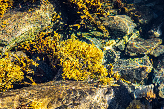 Meeresalgen im atlantischen Ozean an der Meeresk&uuml;ste in Nordland in Norwegen