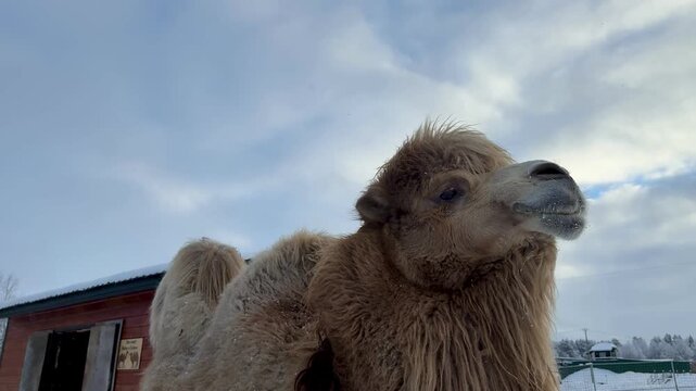Close-up camel with shaggy winter fur against snowy farm enclosure and cloudy sky, viewed from low angle with rustic barn, broad negative space, natural daylight, calm rural mood