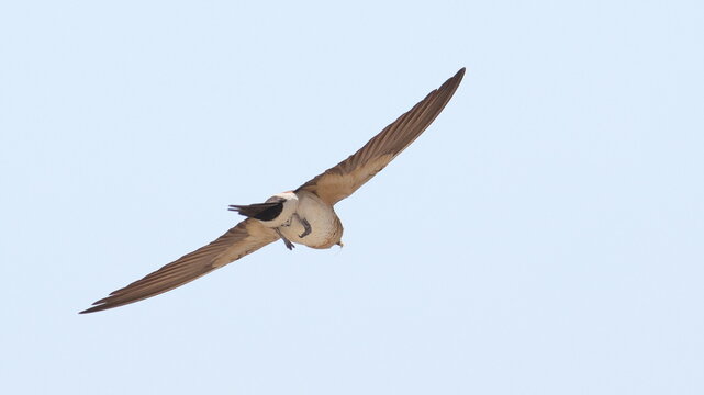 Red-rumped swallow in flight with mosquito prey, Cecropis daurica, isolated on white, birds of Montenegro