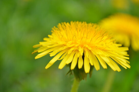 Yellow dandelion flower in full bloom, macro close-up