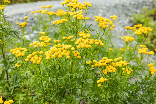 Gelber Rainfarn in voller Bl&uuml;te