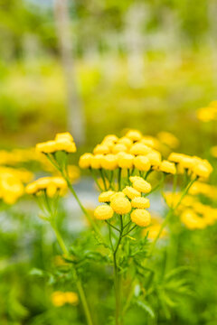 Gelber Rainfarn in voller Bl&uuml;te