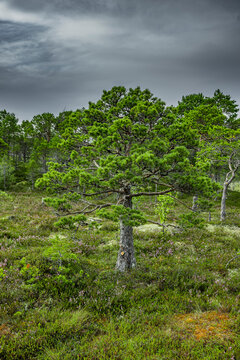 Kiefer in einem Heidekrautfjiell in Norwegen