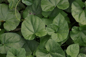 Natural green background of broad meadow plant leaves © Olga