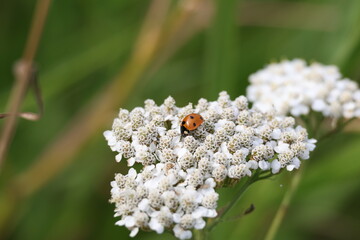 Ladybug resting on yarrow flowers in a summer meadow, Achillea © Olga