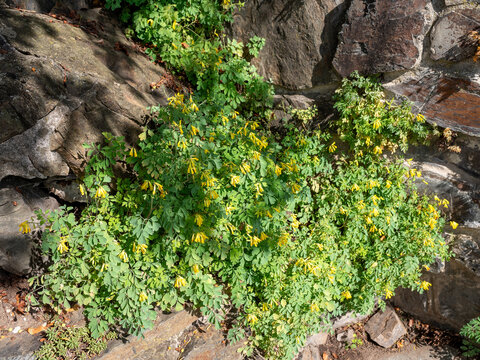 Yellow corydalis flowers blooming among dark rocks in a sunny garden setting.