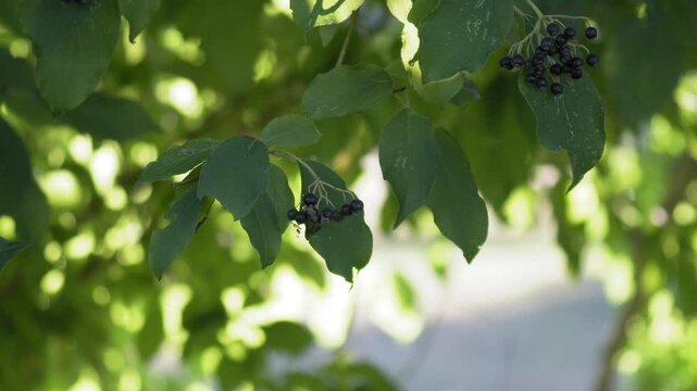 Common Dogwood Berries Hanging Among Green Leaves in Soft Light