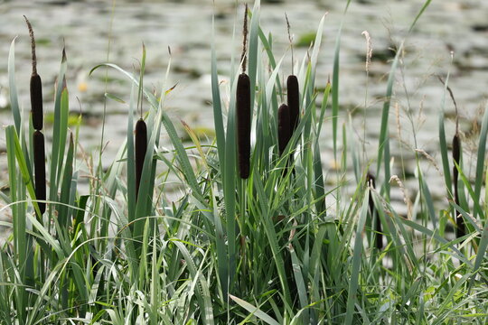 Cattail with elongated foliage and brown cylindrical inflorescence