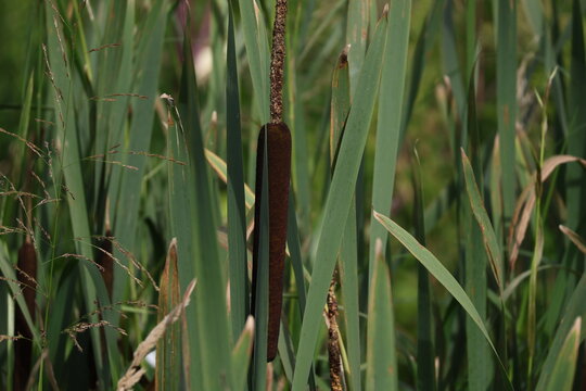 Tall cattail leaves surrounding mature brown flower spike
